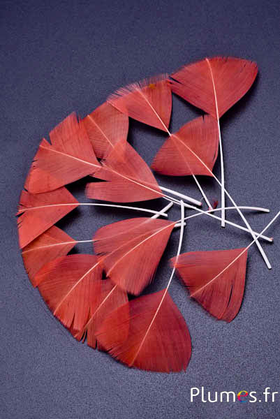 Pluimenblaadjes - 6-8 cm x 3-4 cm - zalm roze